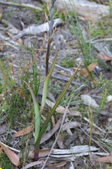 Thelymitra aristata
