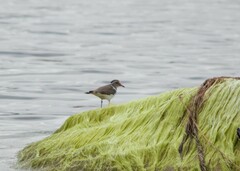 Charadrius tricollaris