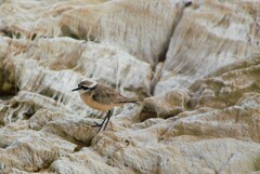 Charadrius pecuarius