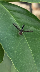 Syrphini
