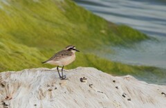 Charadrius pecuarius