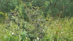 Chamaecrista nictitans