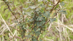 Chamaecrista nictitans