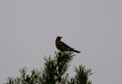 Turdus pilaris
