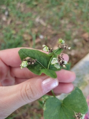 Fagopyrum esculentum