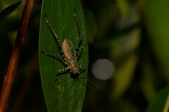 Ozphyllum naskreckii