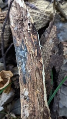 Henningsomyces candidus