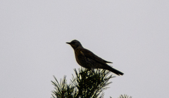 Turdus pilaris