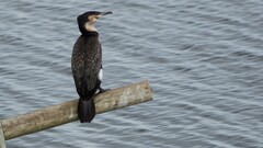 Phalacrocorax carbo lucidus
