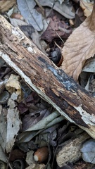 Henningsomyces candidus