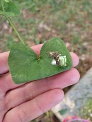 Fagopyrum esculentum