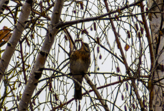 Turdus pilaris