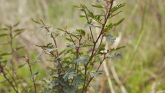 Chamaecrista nictitans