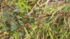 Chamaecrista nictitans