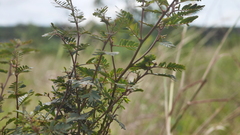 Chamaecrista nictitans