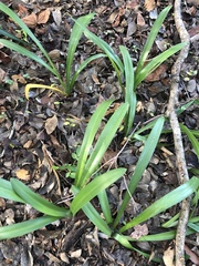 Crinum americanum