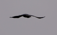 Corvus corax