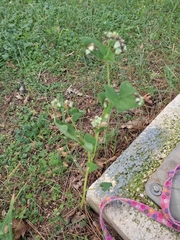 Fagopyrum esculentum