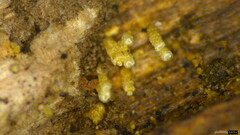 Henningsomyces candidus