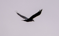 Corvus corax