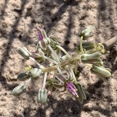 Ledebouria apertiflora image