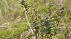Chamaecrista nictitans