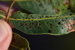 Pileolaria terebinthi