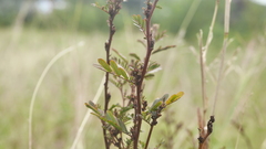 Chamaecrista nictitans