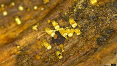 Henningsomyces candidus