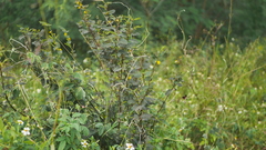 Chamaecrista nictitans