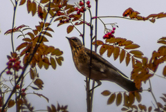 Turdus pilaris