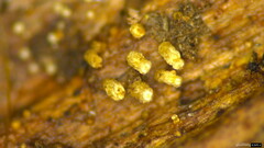 Henningsomyces candidus