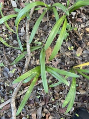 Crinum americanum