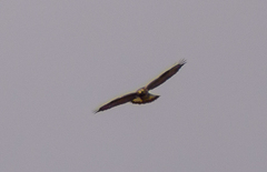 Buteo lagopus