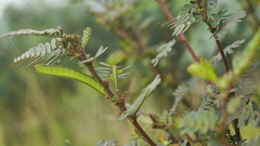 Chamaecrista nictitans