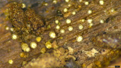 Henningsomyces candidus