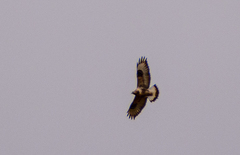 Buteo lagopus