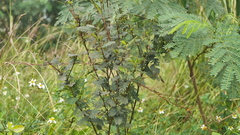 Chamaecrista nictitans