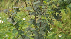 Chamaecrista nictitans
