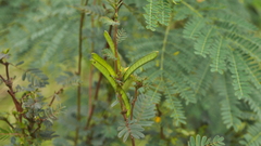 Chamaecrista nictitans
