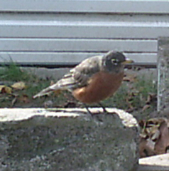 Turdus migratorius
