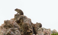 Procavia capensis capensis