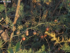 Asparagus palaestinus