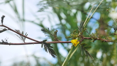 Chamaecrista nictitans
