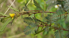 Chamaecrista nictitans