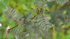 Chamaecrista nictitans