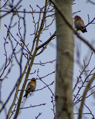 Fringilla montifringilla