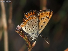 Lycaena thersamon
