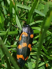Castiarina insularis
