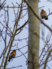 Fringilla montifringilla